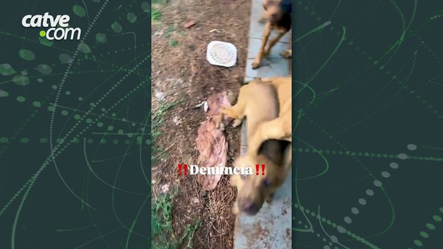 Caso de maus-tratos envolve tutora que adotou animal em feira em Toledo