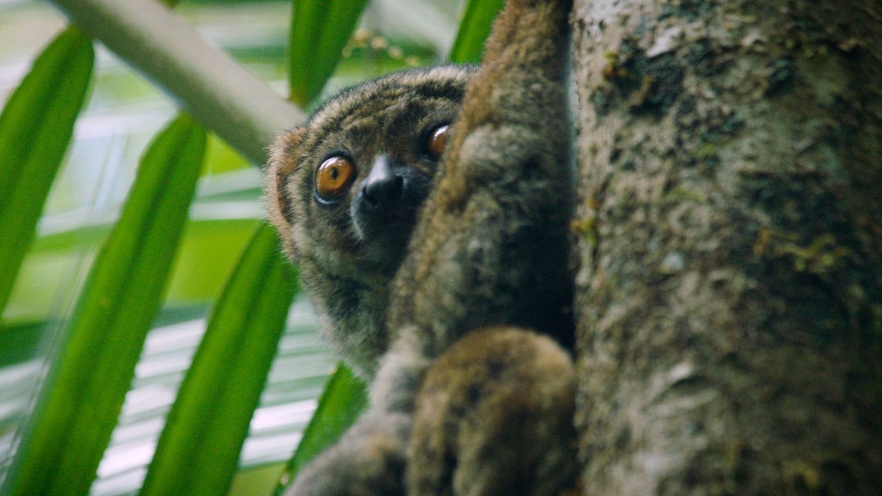 Lemurs of Madagascar: Why They Are Famous Worldwide