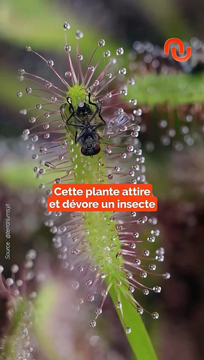 Elle attire et dévore un insecte !