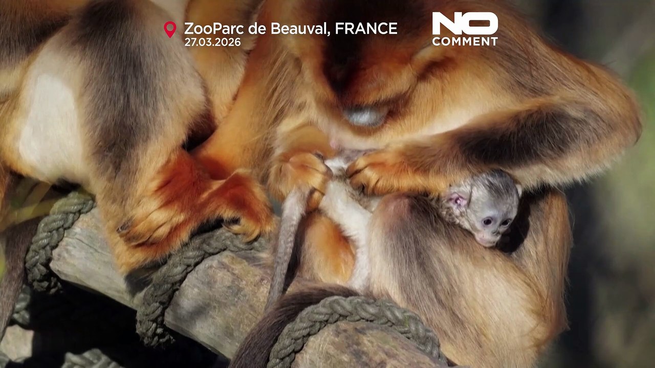 Erster Goldstumpfnasenaffe außerhalb Asiens im französischen Zoo zu sehen