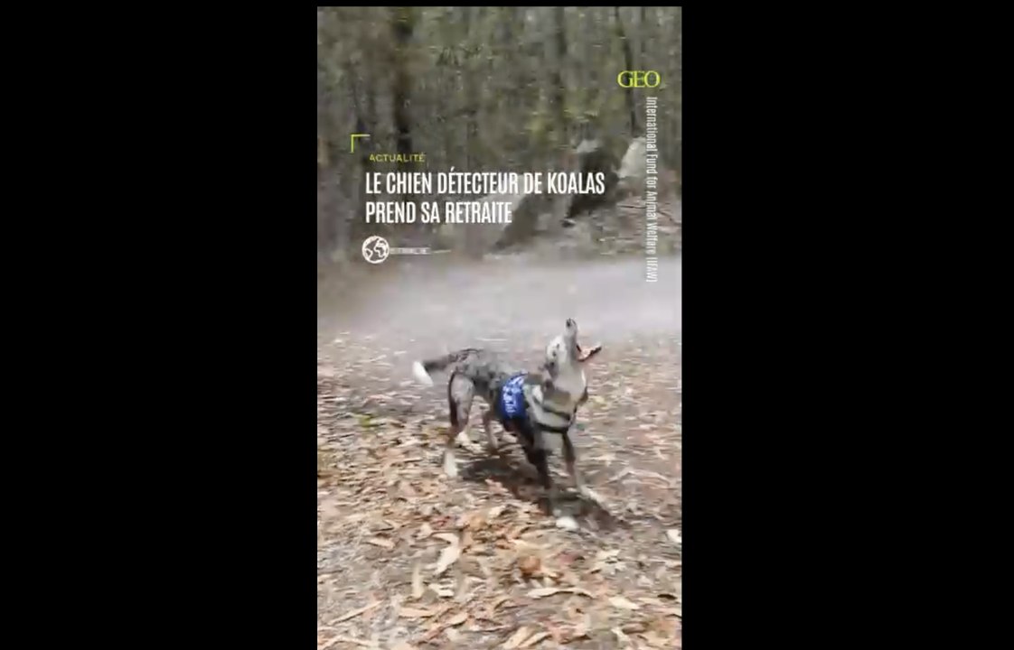 Australie : l’héroïque chien détecteur de koalas, Bear, prend sa retraite