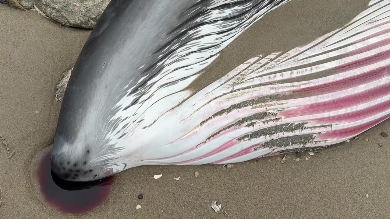A 30-FOOT ENDANGERED SEI WHALE LIES LIFELESS ON NEW YORK'S ROCKAWAY BEACH AS MARINE TEAMS SCRAMBLE TO FIND OUT WHY