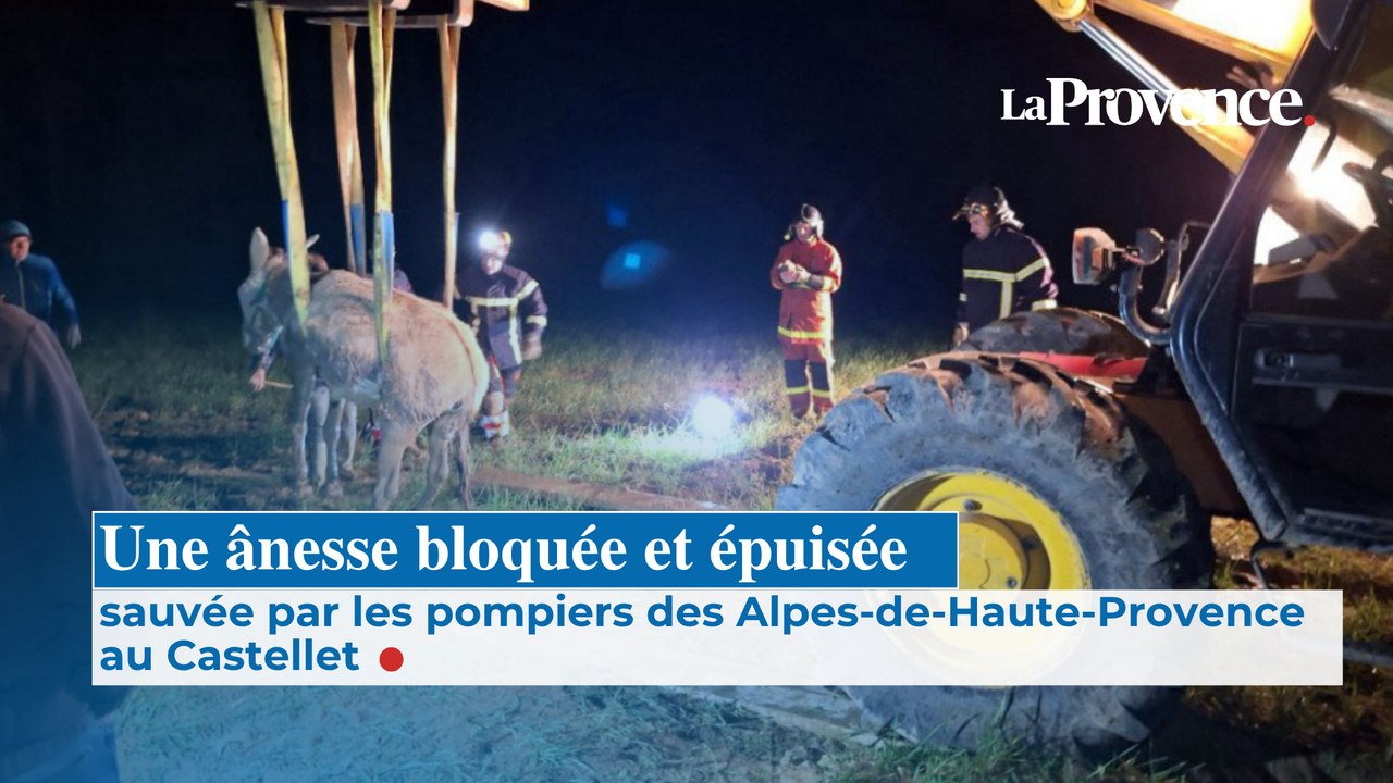 Une ânesse bloquée et épuisée sauvée par les po...