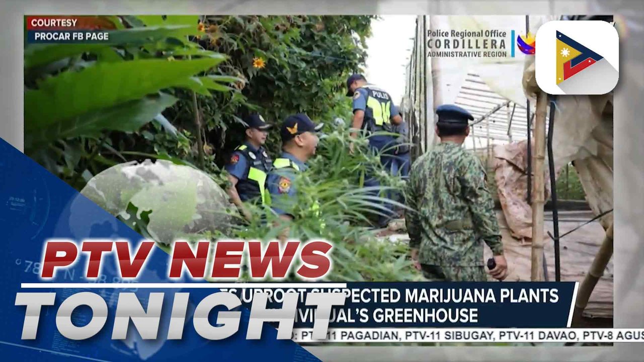 Authorities uproot suspected marijuana plants in an individual’s greenhouse