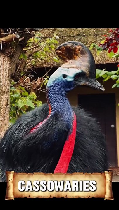 Cassowary II The Powerful Guardian of the Rainforest