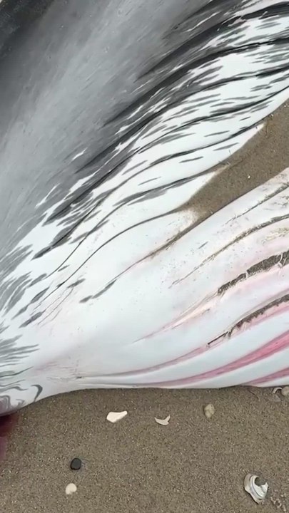 Endangered dead sei whale washes ashore on New York City beach