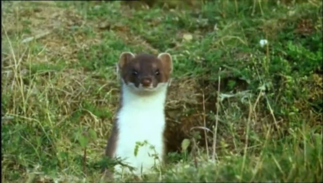 How a weasel hunts