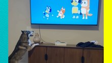 ¡Fan #1 de Bluey! El truco infalible para que este perrito se vaya a dormir