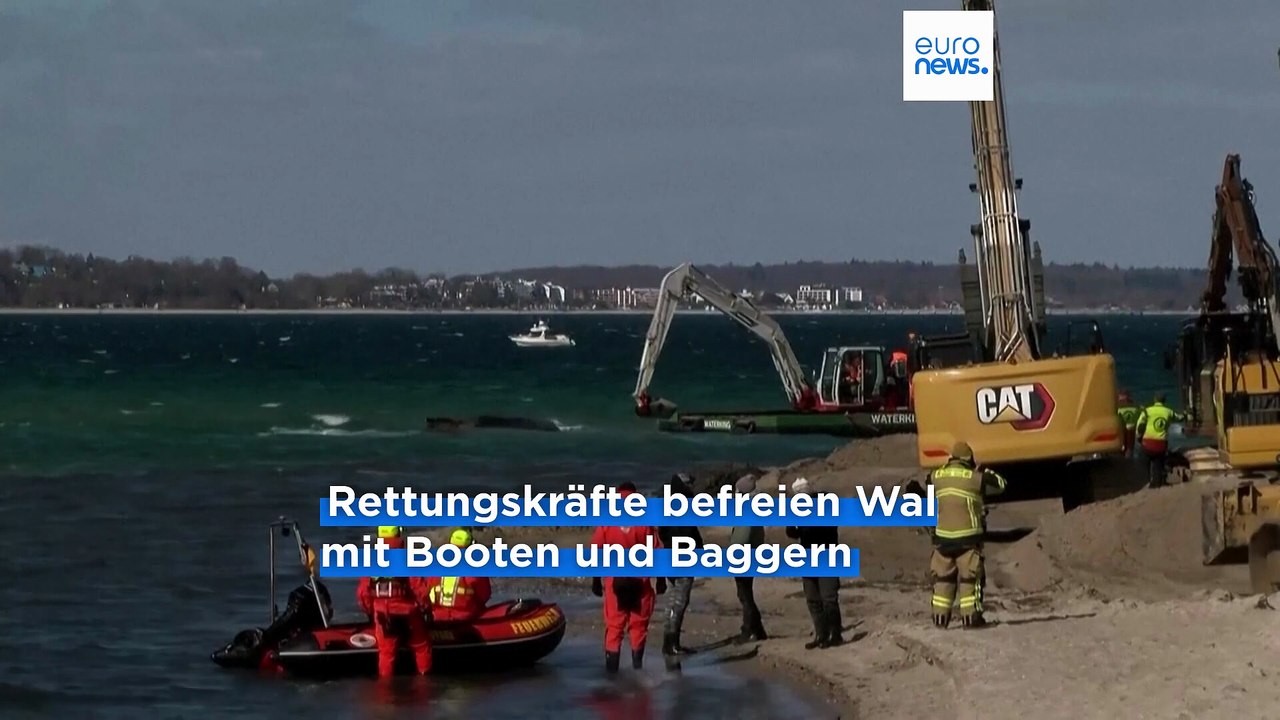 Gestrandeter wal befreit, doch biologe warnt: "das ist noch nicht die rettung"