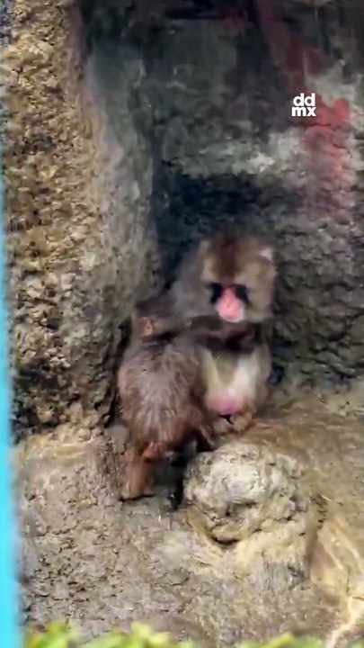 La lluvia obliga a Punch a compartir cueva