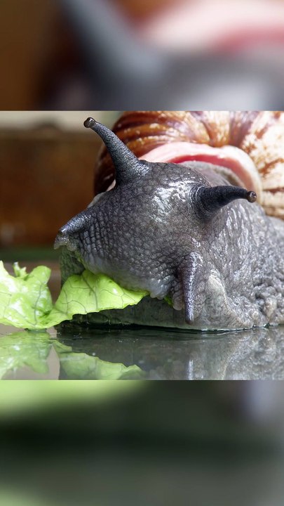 Les Dents des Escargots sont TRES flippantes