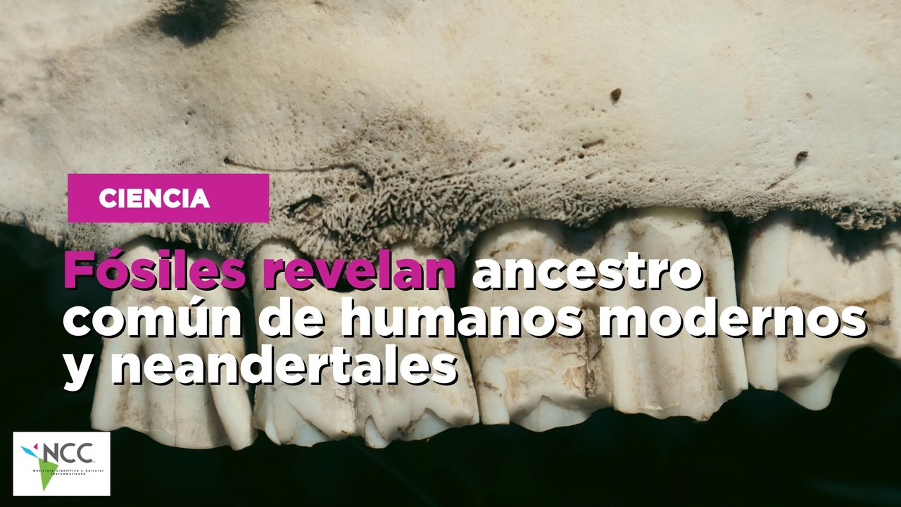 Fósiles revelan ancestro común de humanos modernos y neandertales ...