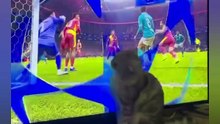 Funny Pets