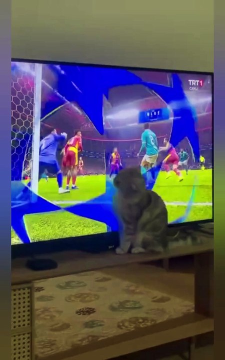 Funny Pets