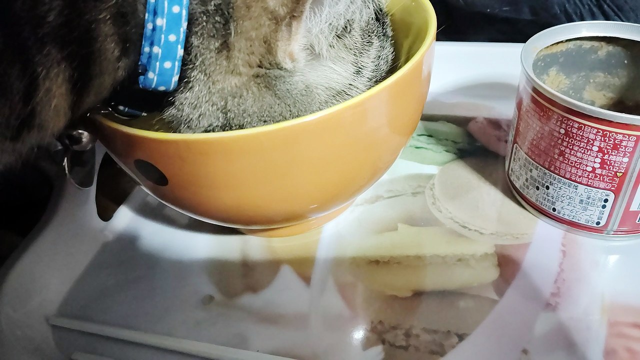 勝手に食器を舐めるミアと缶詰を舐めるシフォン