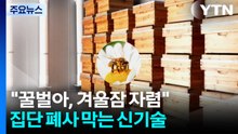 [녹색] "꿀벌아, 겨울잠 자렴"...집단 폐사 막는 신기술 / YTN