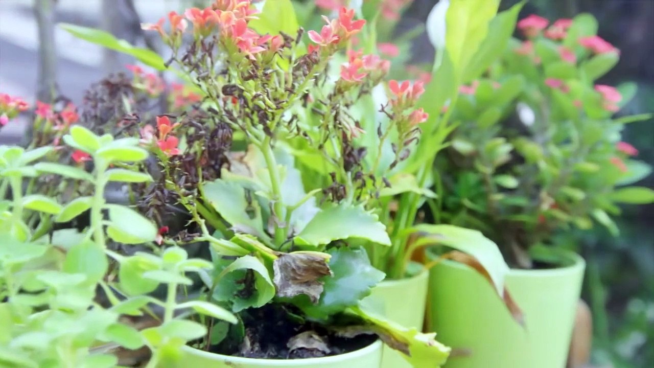 Sweet Revenge ｜ S1 E2 ｜ Hindi ｜ Korean Drama ｜ It's Not Shree [Full Movie] [Recommended]Full EP - Full