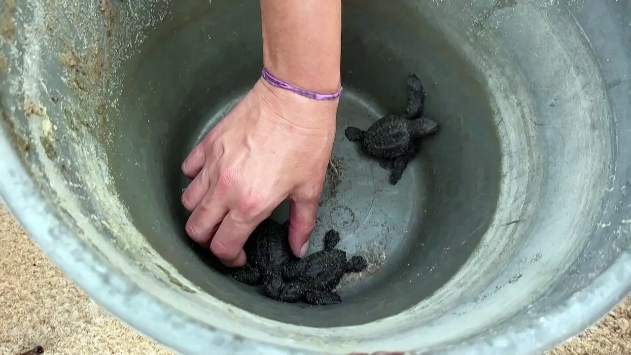 Schutz für meeresschildkröten in gabun gerät wegen geldmangel ins wanken