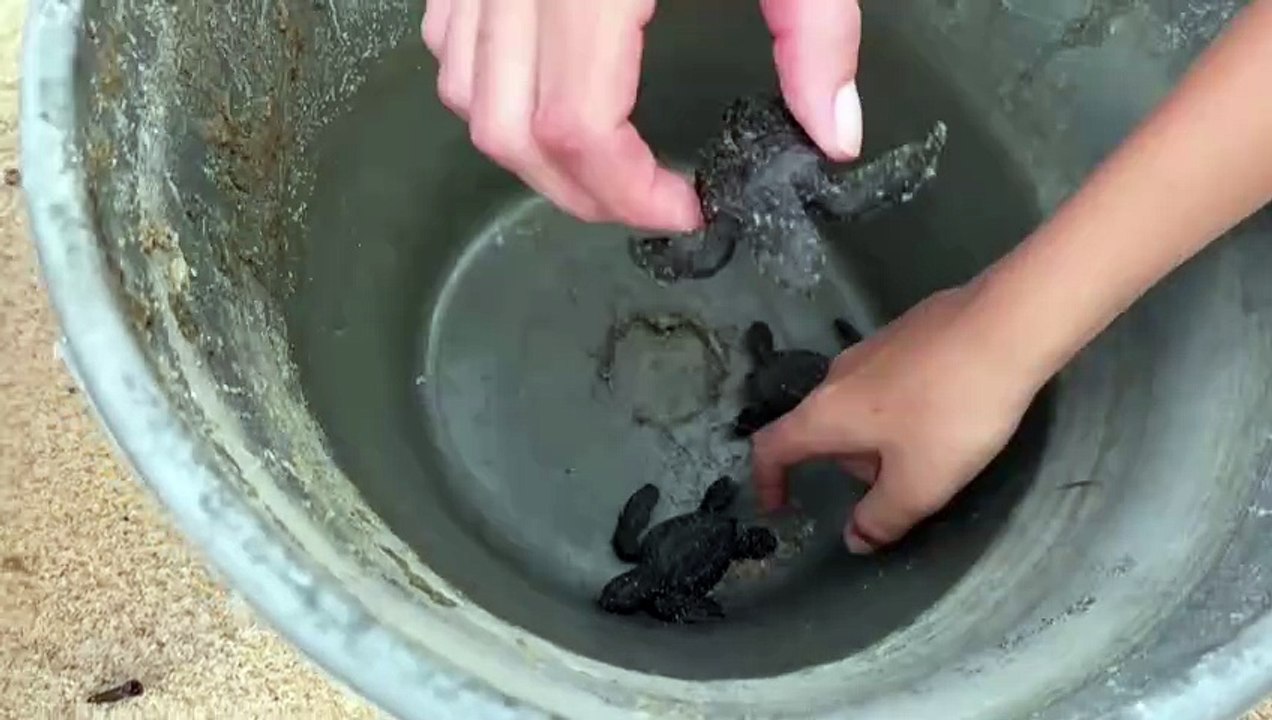 Gabão: pequenas tartarugas lutam contra a extinção com falta de fundos para proteção