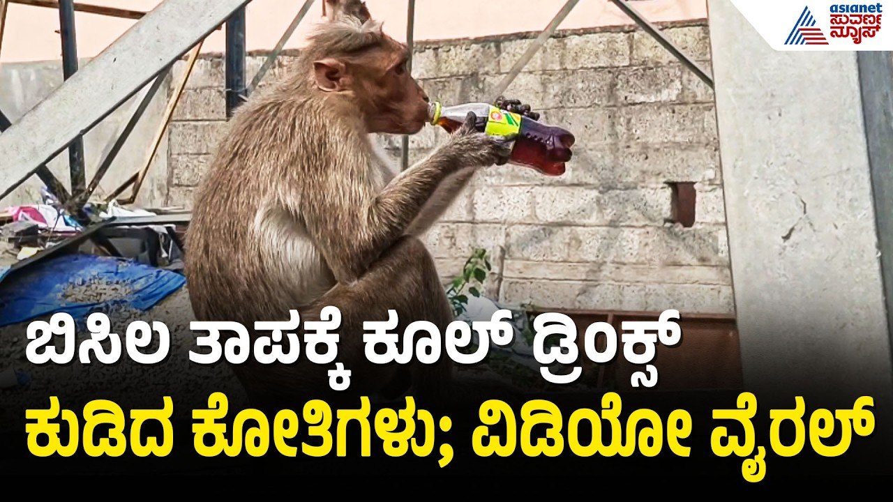 ಕೂಲ್ ಡ್ರಿಂಕ್ಸ್ ಕುಡಿದು ದಣಿವು ನಿವಾರಿಸಿಕೊಂಡ ಕೋತಿಗಳು | Monkey Drinking Cool Drinks |Mysuru |Suvarna News