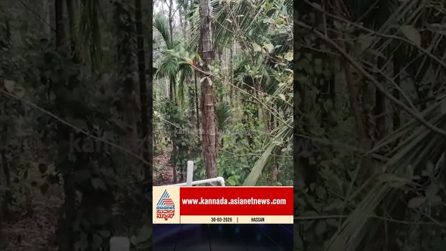 ಆಟೋ ಮೇಲೆ ಸಿಟ್ಟು ತೀರಿಸಿಕೊಂಡ ಕಾಡಾನೆ | #hassan #elephantattack #wildelephant #suvarnanews
