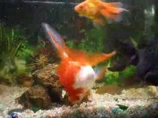 ><((((º>  Poisson Qui Nage Sur Le Dos... <º))))>