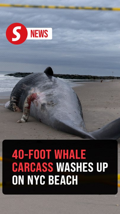 Endangered dead sei whale washes ashore on New York City beach