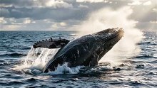 Whale Tail Strike Defense