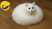 Funniest cat videos #3 #Cat #Animals