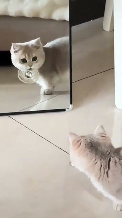 pusang aliw