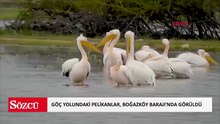 Göç yolundaki pelikan sürüsü, Boğazköy Barajı'nda görüntülendi