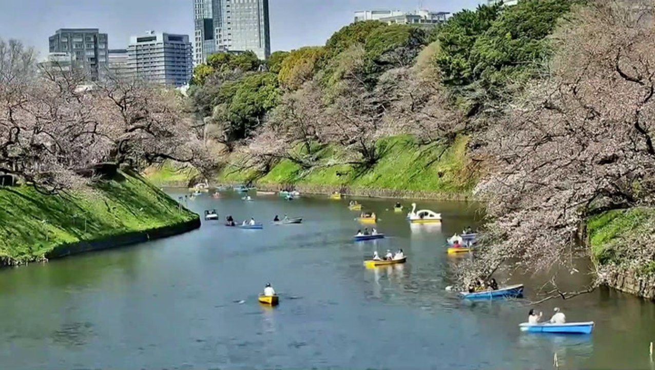 Cherry blossoms transform Tokyo rivers into a spring wonderland