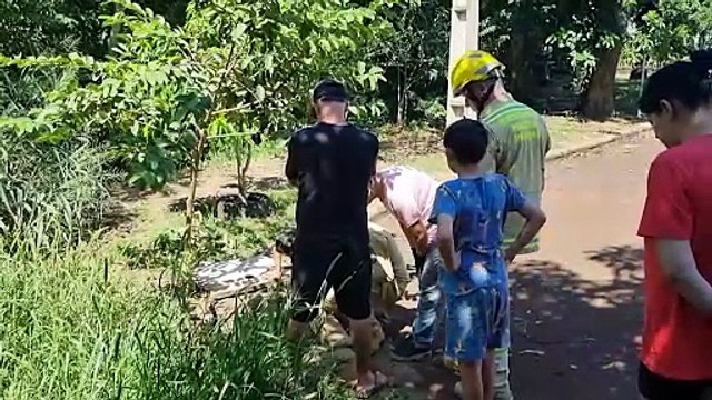 Bombeiros tentam resgatar cachorros que caíram em bueiro