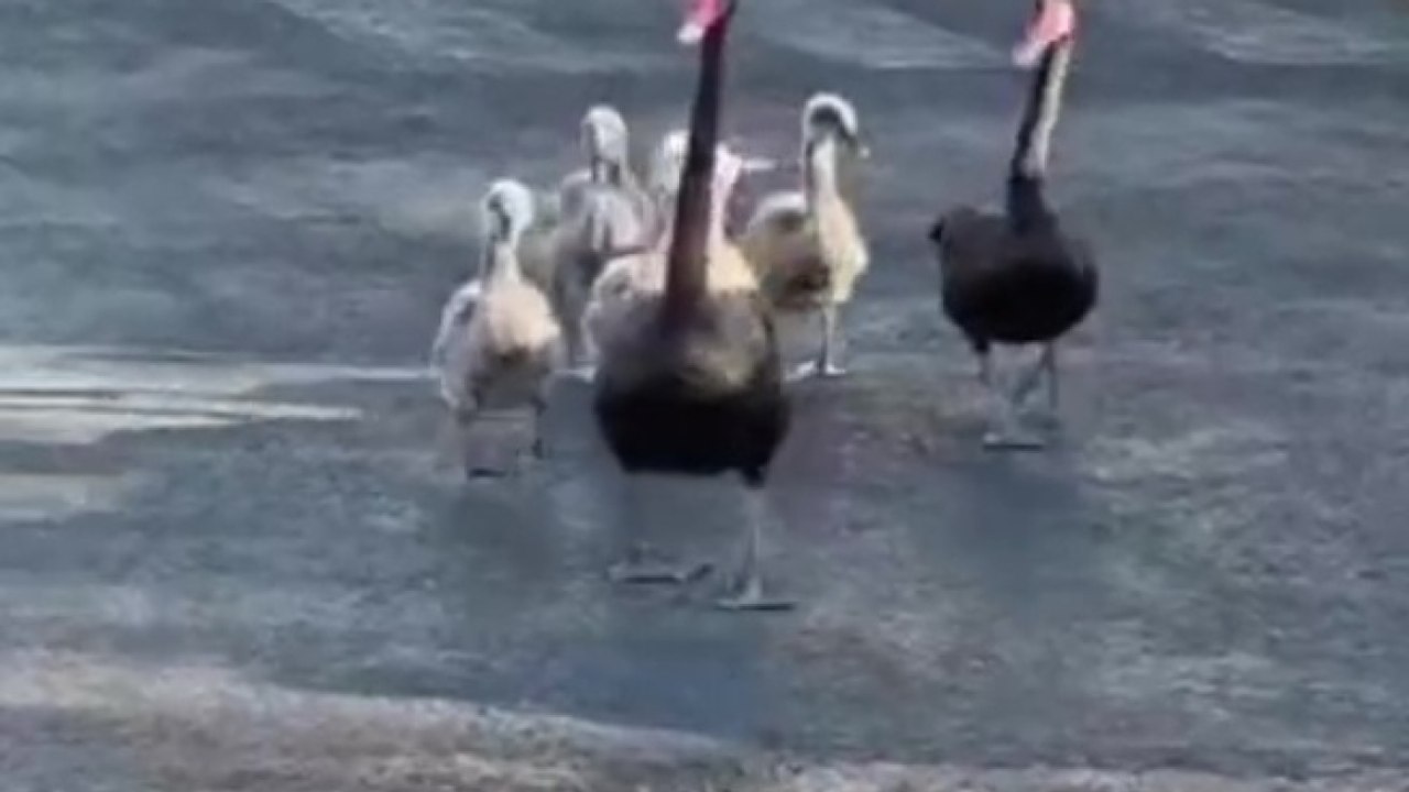 Milano, la passeggiata della famiglia di cigni neri fra le auto