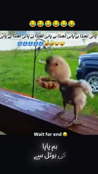 Sariky video