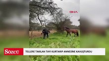 Tellere takılan tayı kurtarıp annesine kavuşturdu