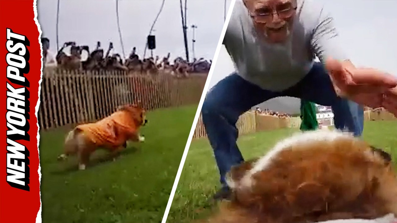 Wild video shows a Corgi's perspective during a national dog race