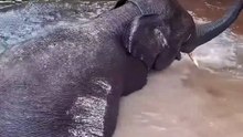 Melihat Domang, Gajah di TN Tesso Nilo yang Begitu Kegirangan Saat Mandi di Tepi Sungai