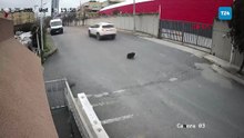 İstanbul’da cip sürücüsü köpeği ezdi yoluna devam etti