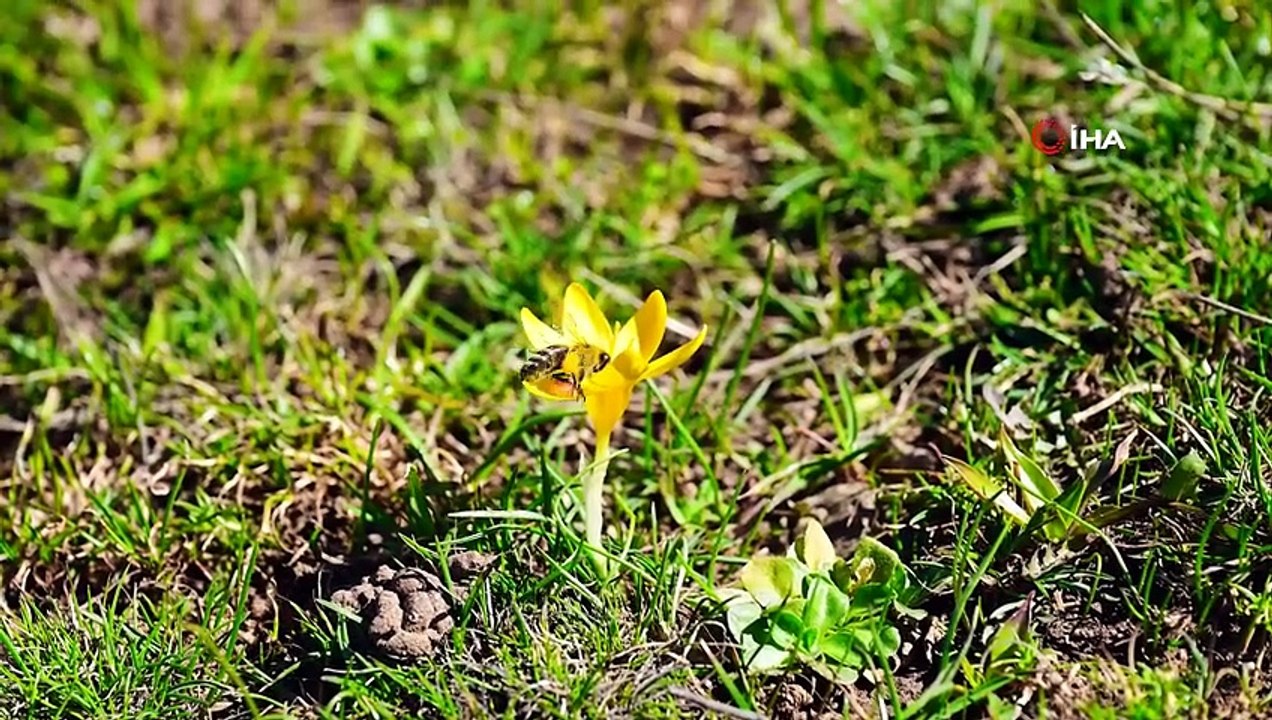 Gümüşhane'de iki mevsim bir arada: Musalla Vadisi'nin bir yanı kar, bir yanı bahar