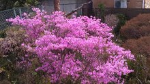 ミツバツツジ