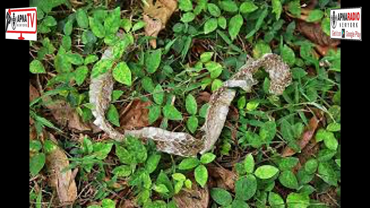 Why and How Snakes Shed Their Skin | Complete Guide to Snake Shedding (Ecdysis) 29-03-2026