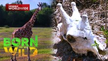 Giraffe na nawawala, natagpuang kalansay na lang?! | Born to be Wild