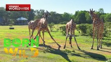 Lagay ng mga giraffe na dinala sa Palawan noong 1977 mula Africa | Born To Be Wild