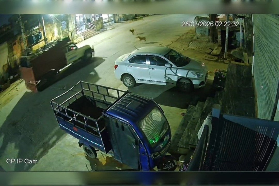 अलवर में बेखौफ गो-तस्कर: कुछ ही मिनट में घर के बाहर से गाय चोरी