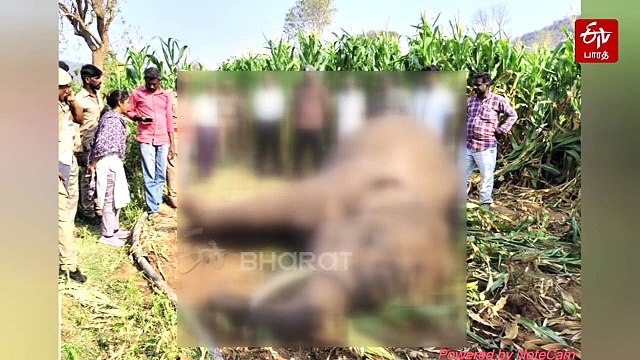 மின்வேலியில் சிக்கி உயிரிழந்த யானை; விவசாயி மீது பாய்ந்த குண்டர் சட்டம்