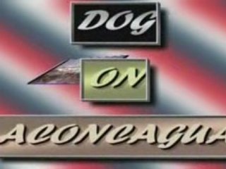 ACONCAGUA DOG in BERLIN