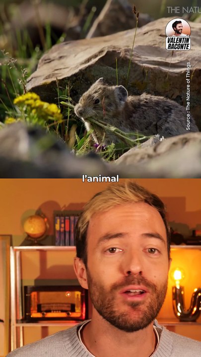 L’animal le plus romantique sur terre… vraiment ?