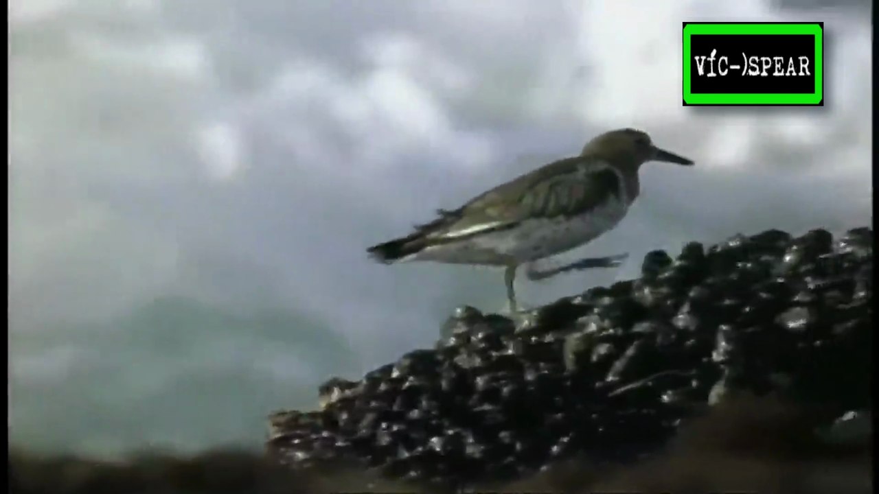 La Vida de las Aves: Pescando para vivir - Documental 1998 - Español Latino - Episodio 5