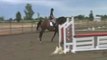 Walkabout Oldenburg Gelding Show Jumper Horse For Sale